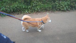 24時間ドッグトレーナー常駐のペットホテルセカンドファミリー／朝のお時間　2020年11月16日