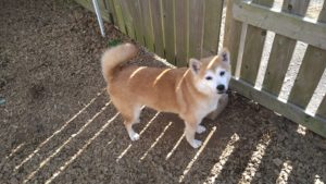 24時間ドッグトレーナー常駐のペットホテルセカンドファミリー／午後のお時間　2020年11月16日