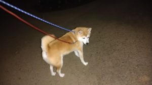 24時間ドッグトレーナー常駐のペットホテルセカンドファミリー／夜のお時間　2020年11月16日