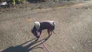 フリースペースのペットホテルセカンドファミリー／朝のお時間　2020年11月17日