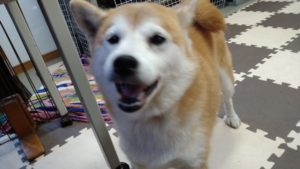 フリースペースのペットホテルセカンドファミリー／午後のお時間　2020年11月17日