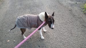 フリースペースのペットホテルセカンドファミリー／夜のお時間　2020年11月17日