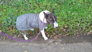 成田空港近郊のペットホテルセカンドファミリー／朝のお時間　2020年11月18日