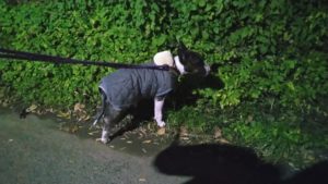 成田空港近郊のペットホテルセカンドファミリー／夜のお時間　2020年11月18日