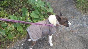 富里市のペットホテルセカンドファミリー／朝のお時間　2020年11月19日