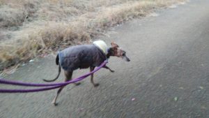 富里市のペットホテルセカンドファミリー／夜のお時間　2020年11月19日