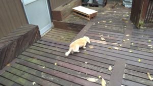 昼のお時間　2020/11/20