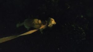 成田市近郊のペットホテルセカンドファミリー／夜のお時間　2020年11月20日