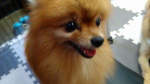 ストロー魔法天使のそよ風(笑)　2020/11/21