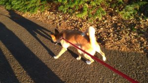 印西市近郊のペットホテルセカンドファミリー／夜のお時間　2020年11月21日