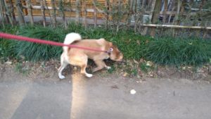 酒々井近郊のペットホテルセカンドファミリー／朝のお時間　2020年11月22日