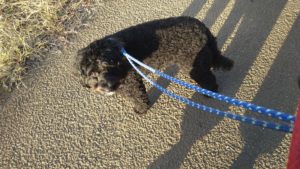 酒々井近郊のペットホテルセカンドファミリー／夜のお時間　2020年11月22日