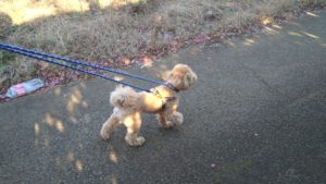 24時間ドッグトレーナー常駐のペットホテルセカンドファミリー／朝のお時間　2020年11月23日