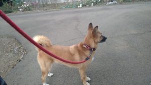 24時間ドッグトレーナー常駐のペットホテルセカンドファミリー／夜のお時間　2020年11月23日