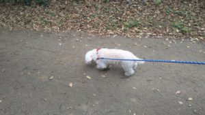 フリースペースのペットホテルセカンドファミリー／朝のお時間　2020年11月24日