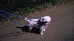 フリースペースのペットホテルセカンドファミリー／夜のお時間　2020年11月24日