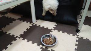 成田空港近郊のペットホテルセカンドファミリー／朝のお時間　2020年11月25日