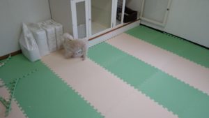 夕方のお時間　2020/11/25