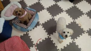 昼のお時間　2020/11/26