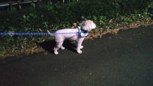 富里市のペットホテルセカンドファミリー／夜のお時間　2020年11月26日