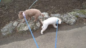 成田市近郊のペットホテルセカンドファミリー／朝のお時間　2020年11月27日