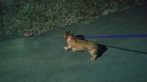 成田市近郊のペットホテルセカンドファミリー／夜のお時間　2021年2月14日