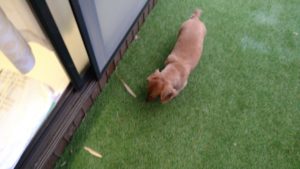 印西市近郊のペットホテルセカンドファミリー／朝のお時間　2021年2月15日