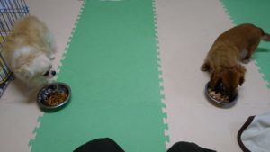 印西市近郊のペットホテルセカンドファミリー／夜のお時間　2021年2月15日