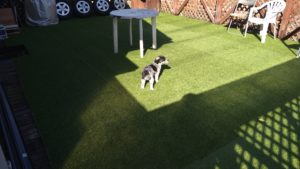 酒々井近郊のペットホテルセカンドファミリー／午後のお時間　2021年2月16日