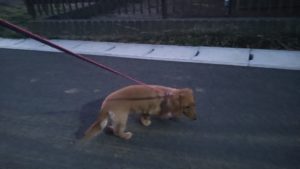 酒々井近郊のペットホテルセカンドファミリー／夜のお時間　2021年2月16日