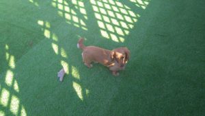 24時間ドッグトレーナー常駐のペットホテルセカンドファミリー／朝のお時間　2021年2月17日