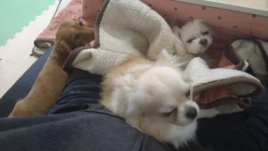 犬の密　2021/2/17