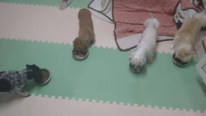 寂しくないように　2021/2/17