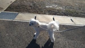 フリースペースのペットホテルセカンドファミリー／朝のお時間　2021年2月18日