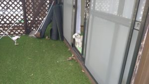 フリースペースのペットホテルセカンドファミリー／午後のお時間　2021年2月18日