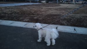 フリースペースのペットホテルセカンドファミリー／夜のお時間　2021年2月18日