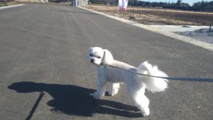 成田空港近郊のペットホテルセカンドファミリー／朝のお時間　2021年2月19日