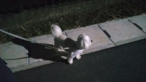 成田空港近郊のペットホテルセカンドファミリー／夜のお時間　2021年2月19日