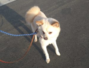 富里市のペットホテルセカンドファミリー／夜のお時間　2021年2月27日