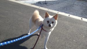 成田市近郊のペットホテルセカンドファミリー／朝のお時間　2021年2月28日