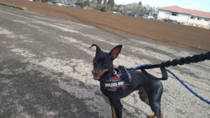 成田空港近郊のペットホテルセカンドファミリー／朝のお時間　2021年3月5日