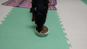 成田空港近郊のペットホテルセカンドファミリー／夜のお時間　2021年3月5日