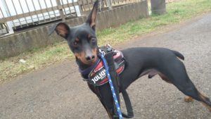 富里市のペットホテルセカンドファミリー／朝のお時間　2021年3月6日