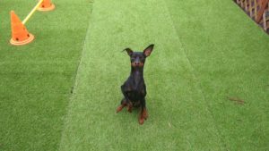 富里市のペットホテルセカンドファミリー／午後のお時間　2021年3月6日