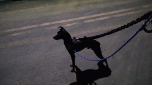 富里市のペットホテルセカンドファミリー／夜のお時間　2021年3月6日