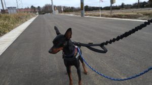 成田市近郊のペットホテルセカンドファミリー／朝のお時間　2021年3月7日