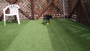 成田市近郊のペットホテルセカンドファミリー／夜のお時間　2021年3月7日