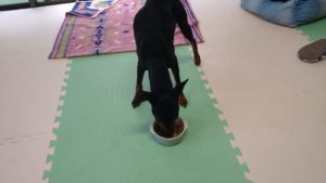 印西市近郊のペットホテルセカンドファミリー／朝のお時間　2021年3月8日