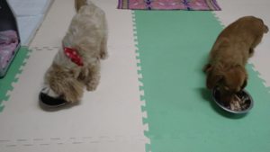 印西市近郊のペットホテルセカンドファミリー／夜のお時間　2021年3月8日