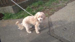 酒々井近郊のペットホテルセカンドファミリー／朝のお時間　2021年3月9日